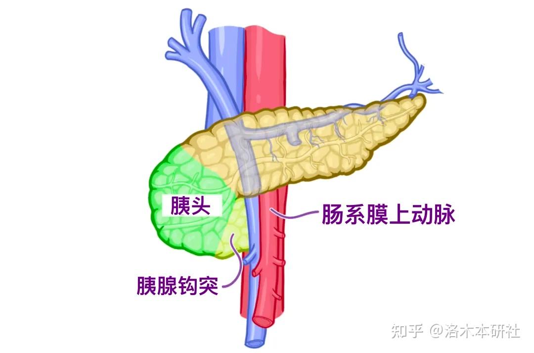解剖学基础——腹部内脏篇(胰腺和脾脏) - 知乎