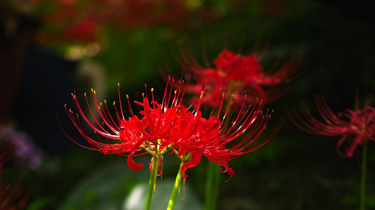 彼岸花与曼珠沙华 花叶永不相见的悲情究竟是什么 知乎