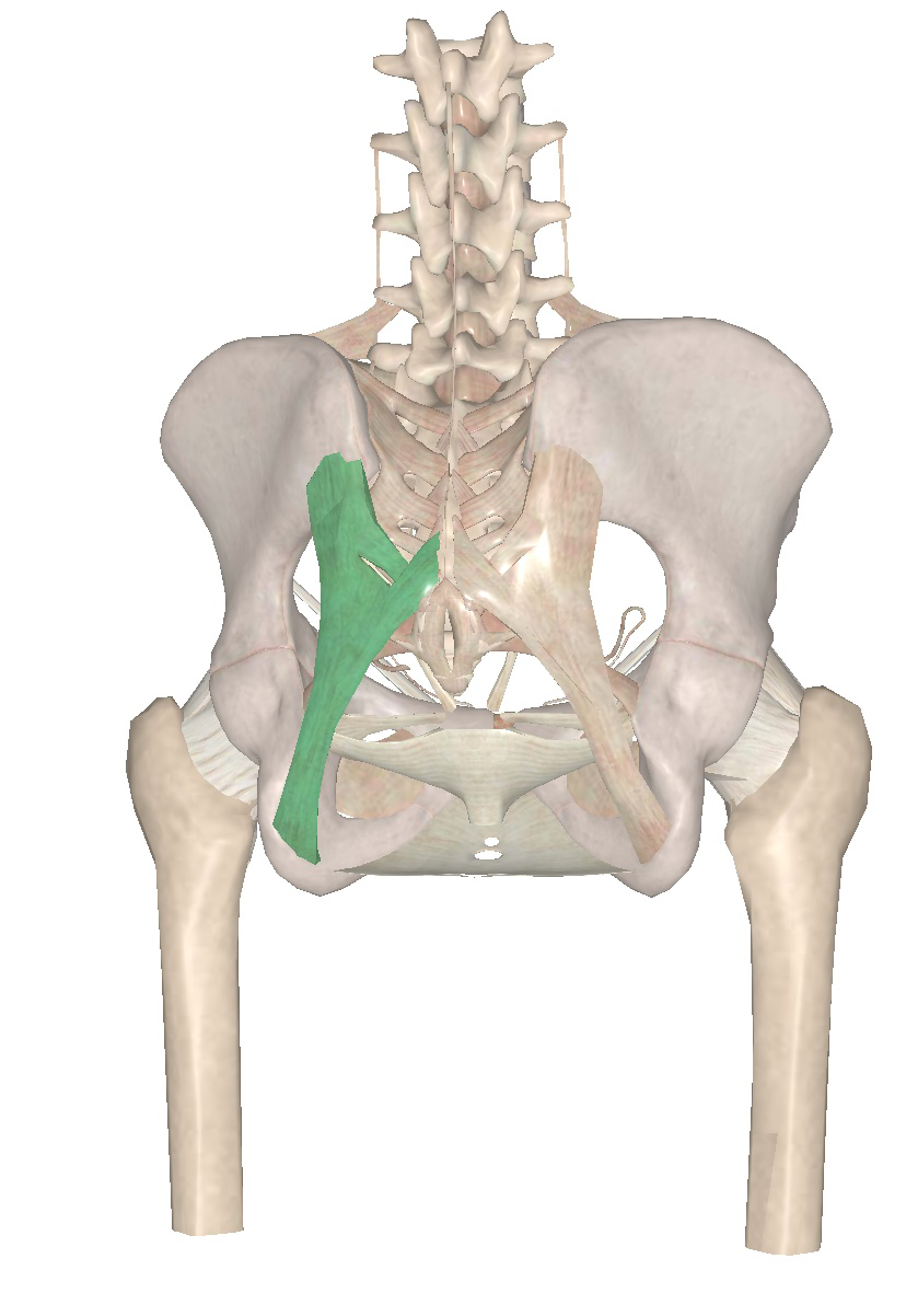 注意看这里的骶结节韧带是在骨盆的后方了噢,就是屁股那儿