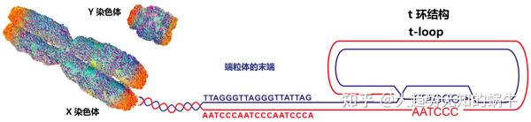我们不知道答案的125个科学问题(65)端粒和着丝粒 - 知乎