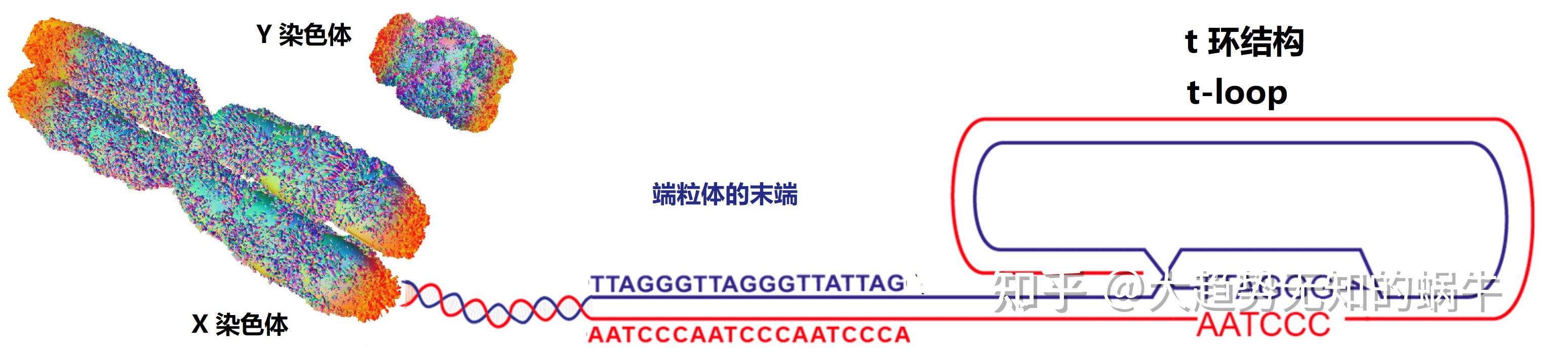 我们不知道答案的125个科学问题(65)端粒和着丝粒 - 知乎