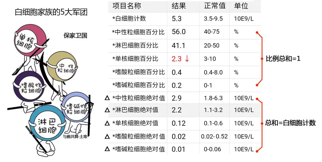 如果把白细胞比作联合军,粒细胞(嗜中性粒细胞,嗜酸性粒细胞,嗜碱性粒