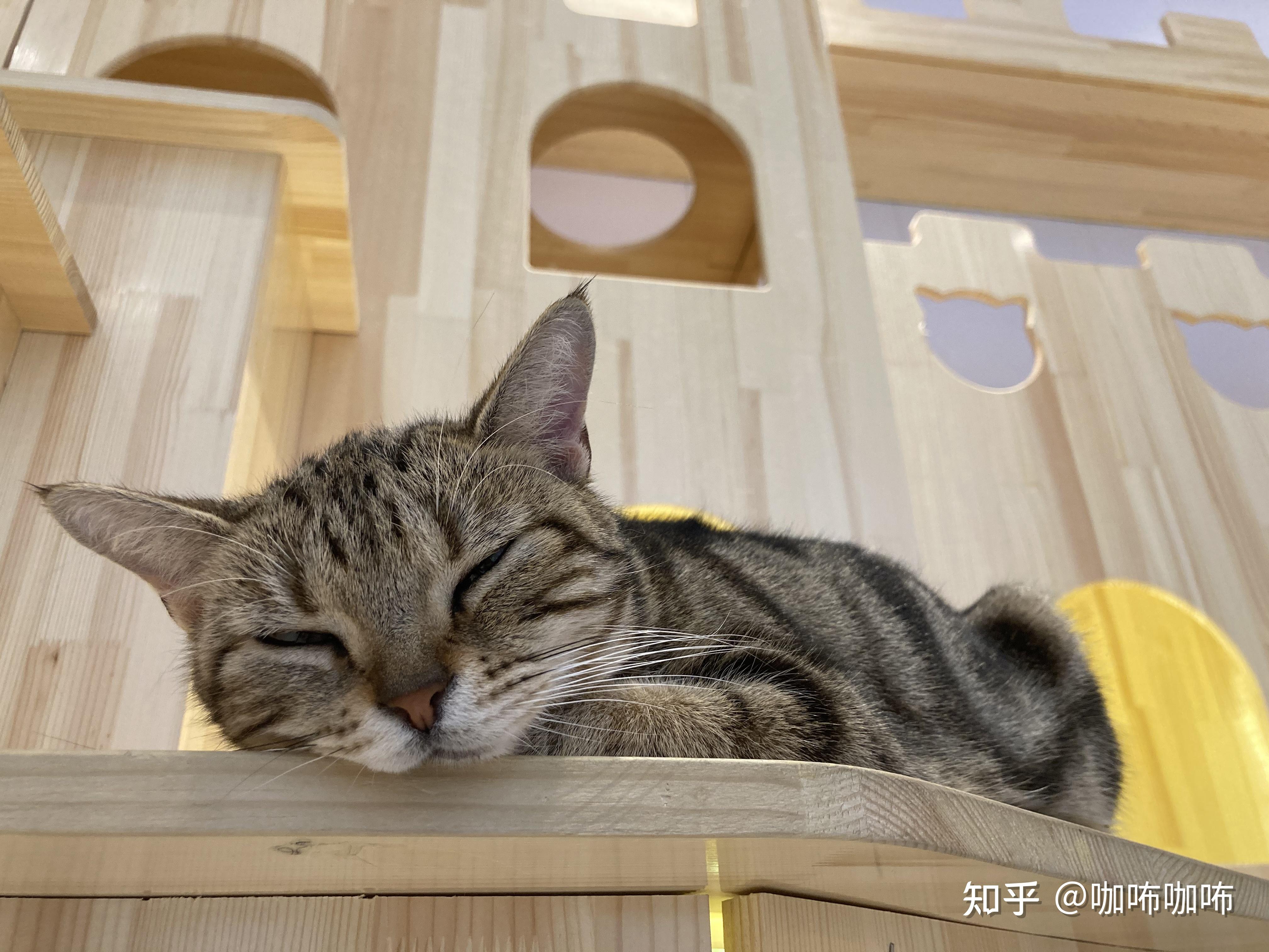 咖咘猫咪揣手手系列图~有 - 知乎