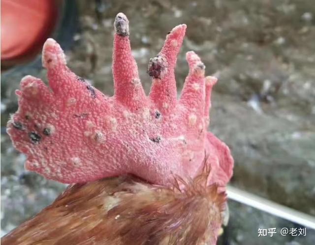 公鸡冠上长疙瘩是什么原因鸡冠子起水泡怎么回事鸡痘怎么治鸡长鸡痘
