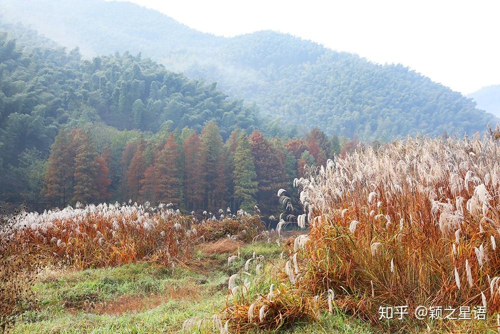 荻花盛开,水杉染红,在水一方 - 知乎