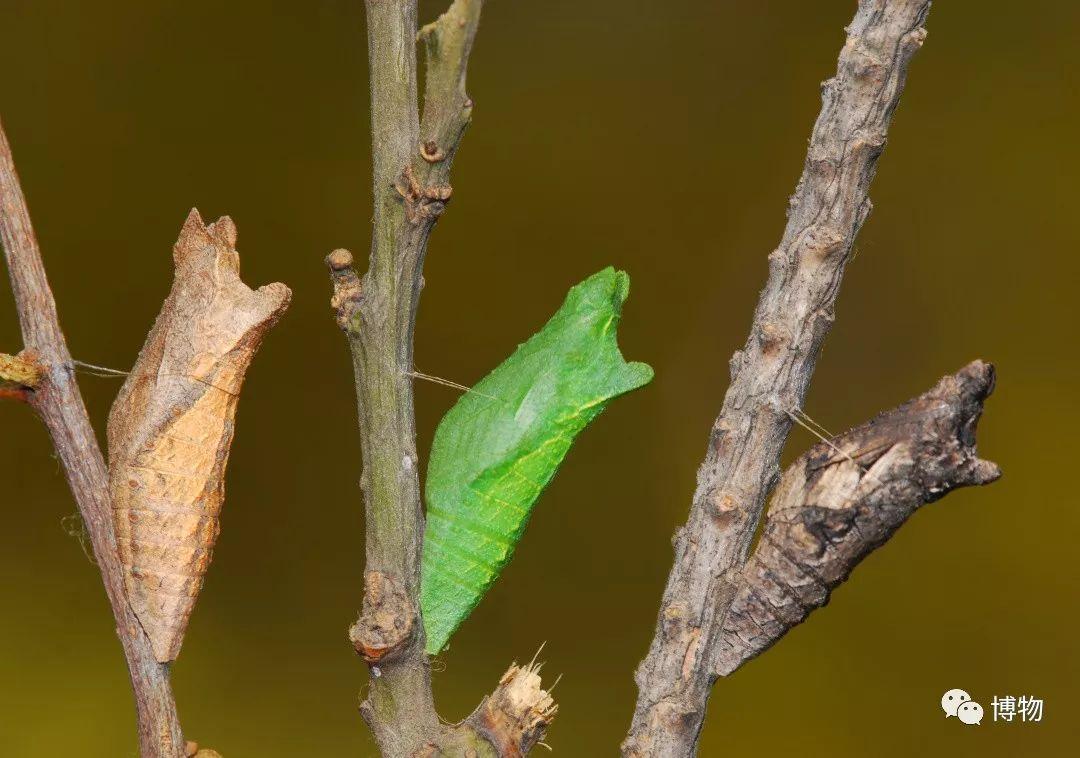 柑橘凤蝶三种不同色型的蛹在附近搜索,数米开外一块突出的岩壁,正是遮
