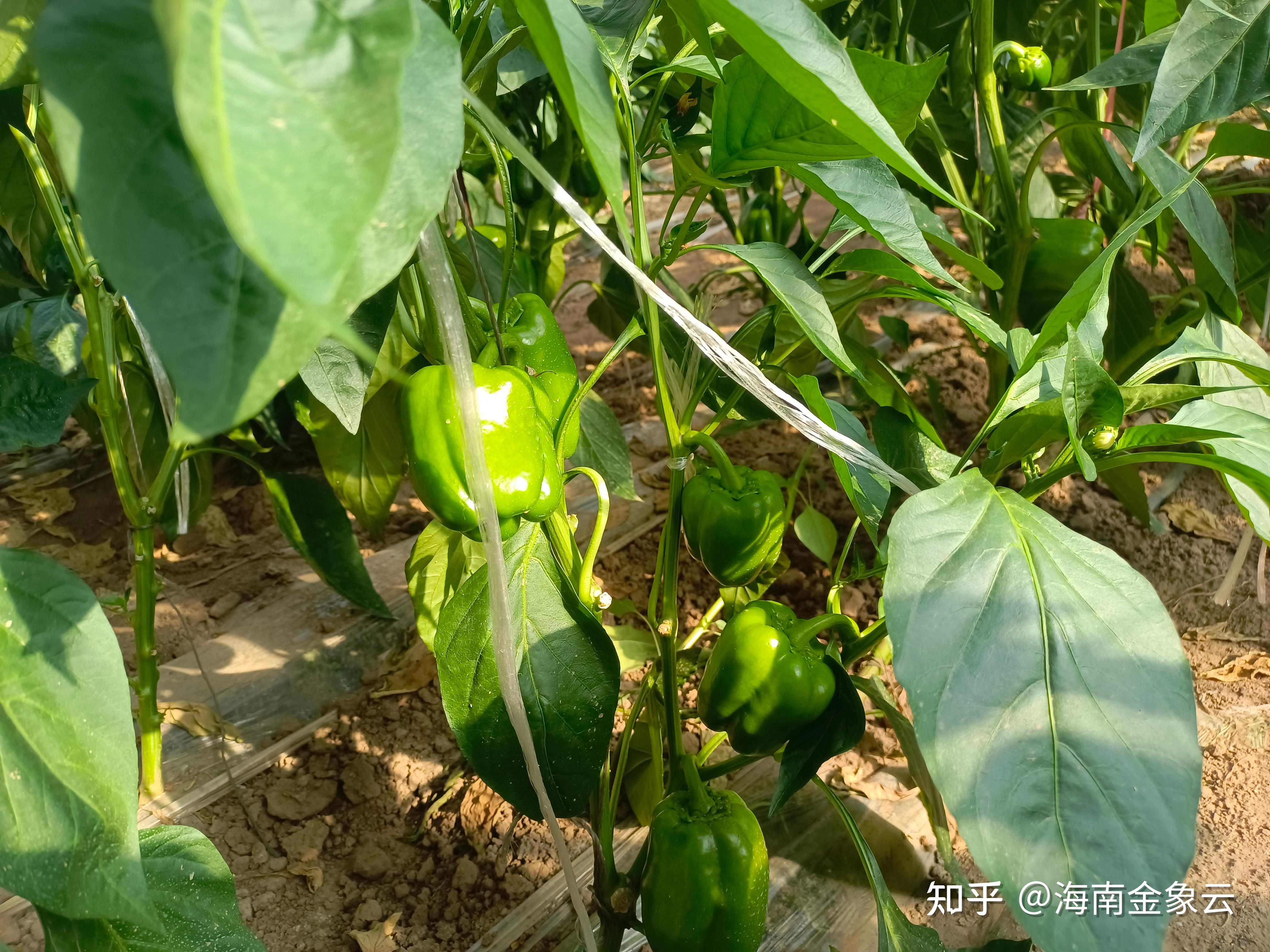 被精心养护的彩椒 金象云张家口蔬菜基地有望十月喜丰收 - 知乎