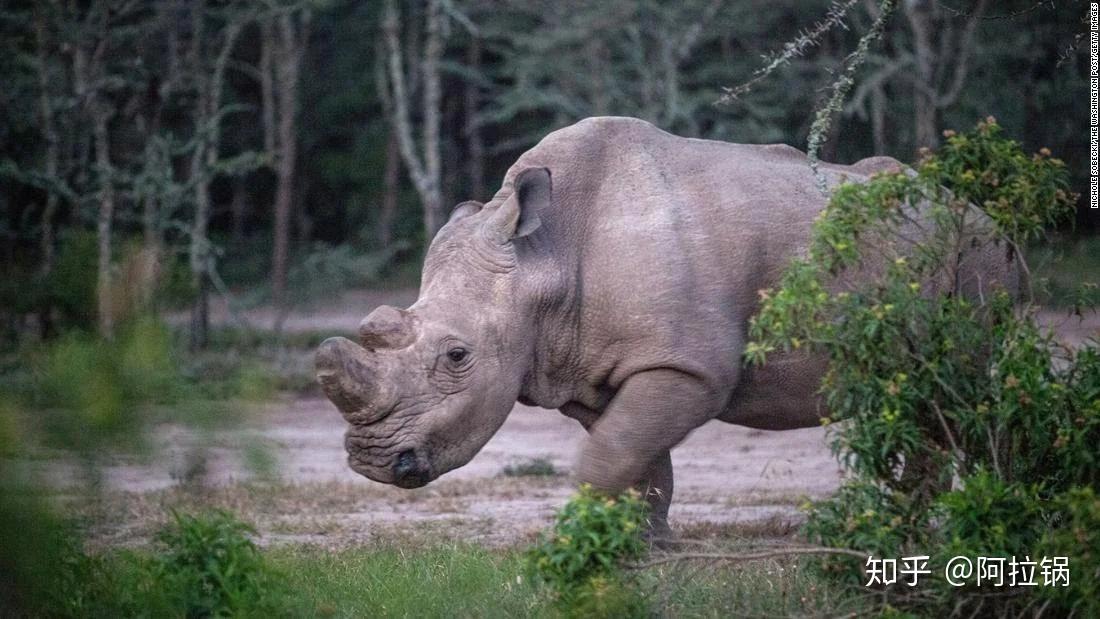 苏丹最后的北部白犀牛物种灭绝何时休