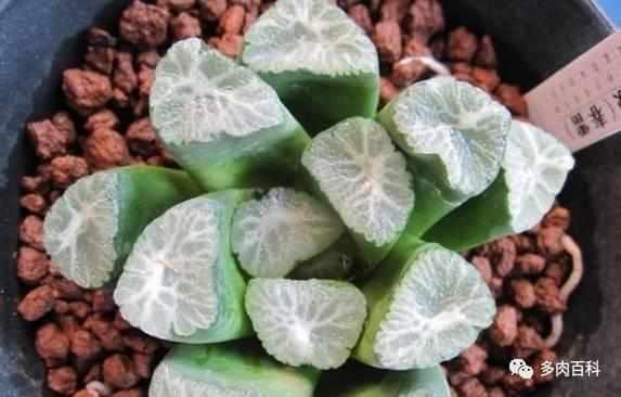 多肉植物图鉴之百合科十二卷属万象