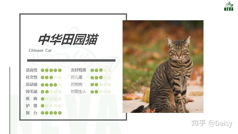 中华田园猫丨狸花猫- 知乎