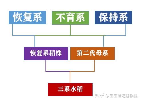 杂交水稻的遗传图解图片