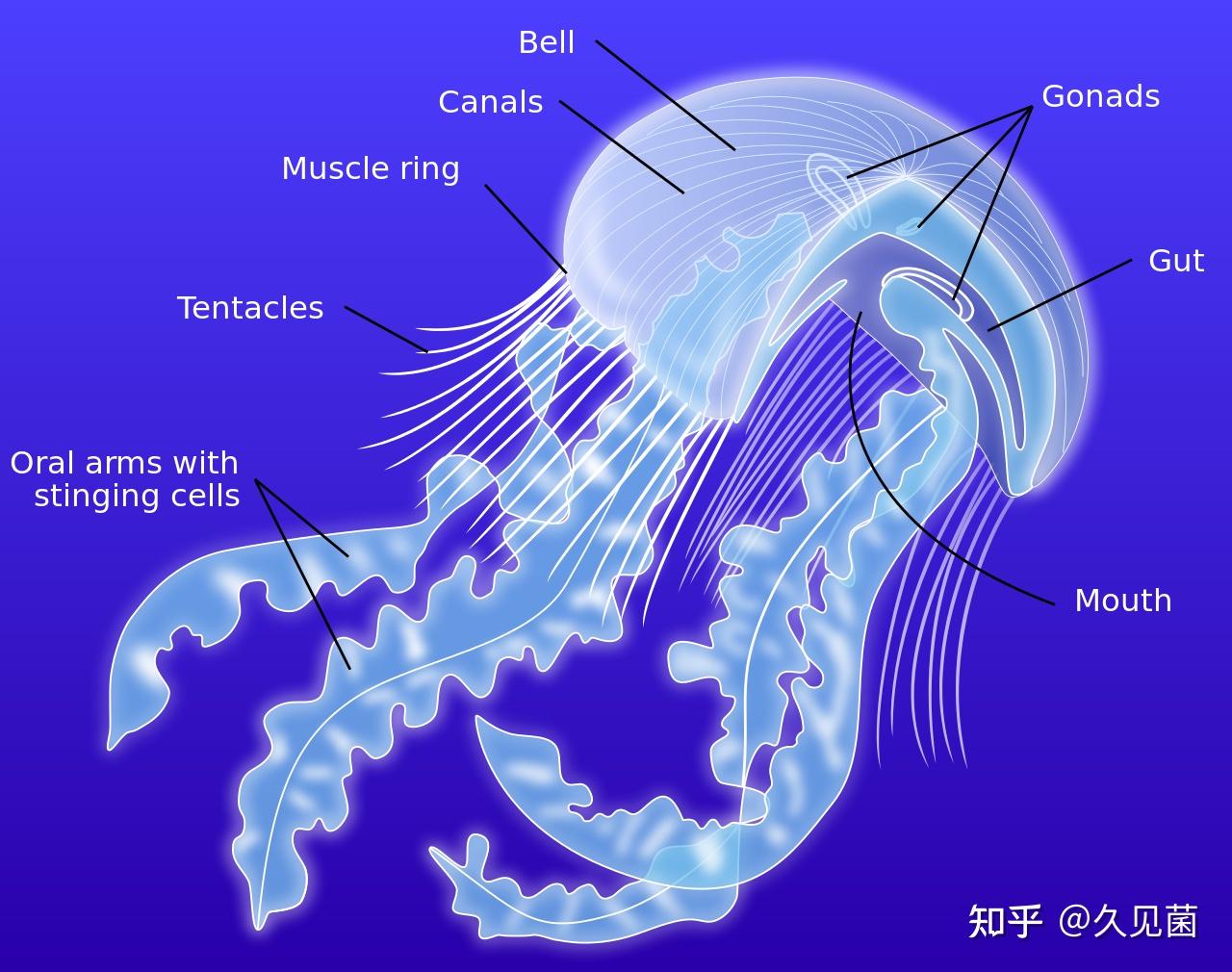 箱水母的生活習性雖然豹紋獵手水母的研究還處於起步階段,研究的樣本