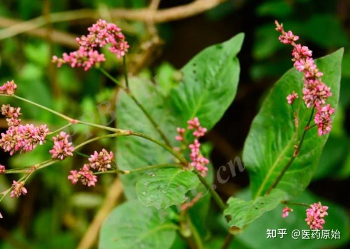 马蓝植物青黛为爵床科植物马蓝baphicacanthus cusia (nees)bremek.