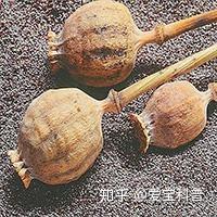 “罂粟壳”和“草果”傻傻分不清楚？ 知乎 