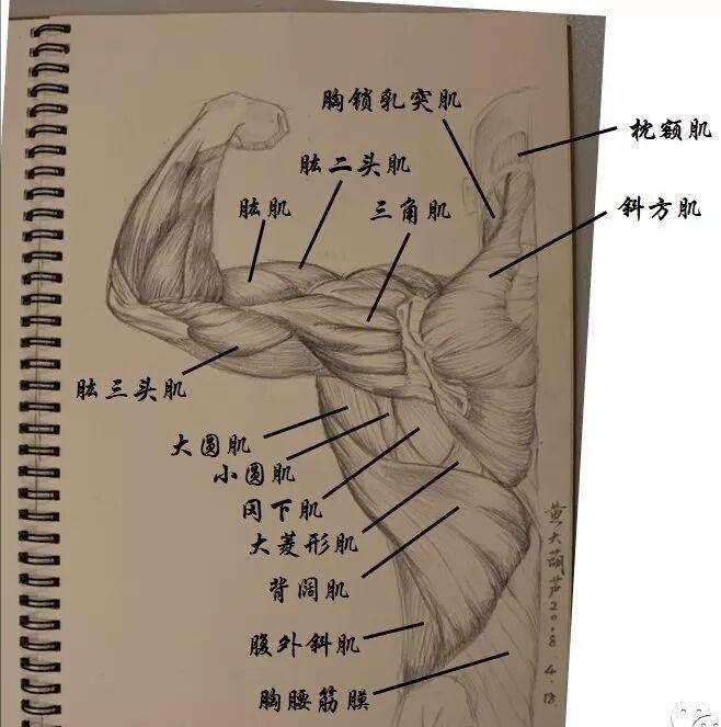 背部肌肉圖解 - 知乎