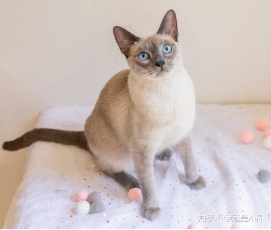 最适合新手养的十种猫 - 知乎