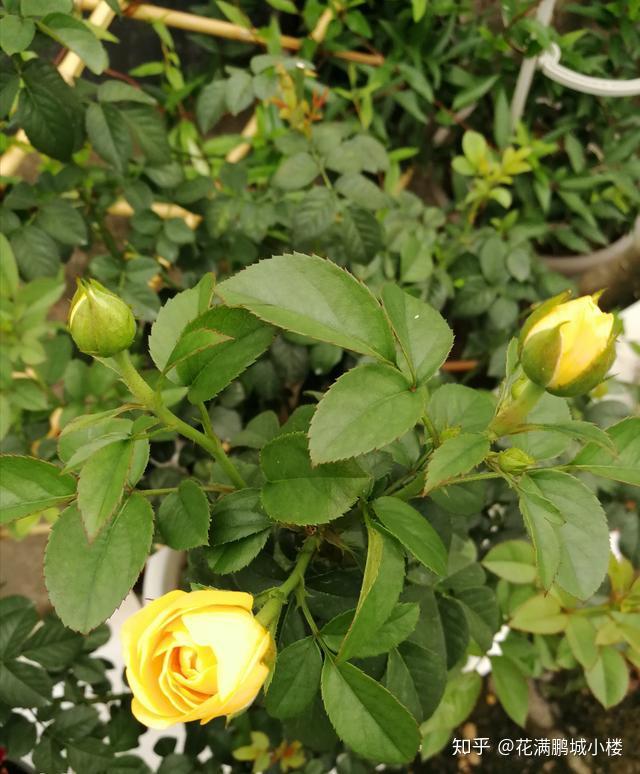 火星王阳台月季金色微月荷兰阳台系列