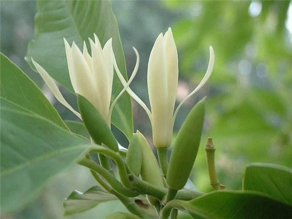 养花30年的邻居有一颗白兰树,从春天开花到秋天的窍门在这! - 知乎
