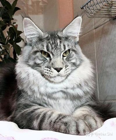 哪种猫长得最像老虎?