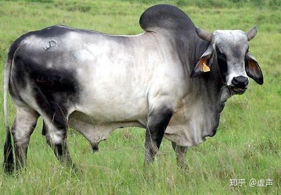 印度人的神牛情结