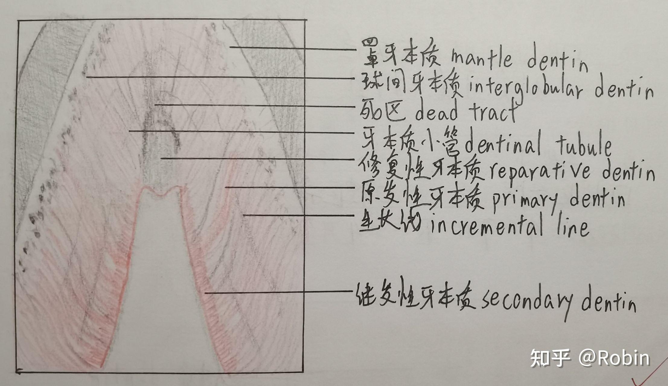 牙体组织纵断磨片绘图图片