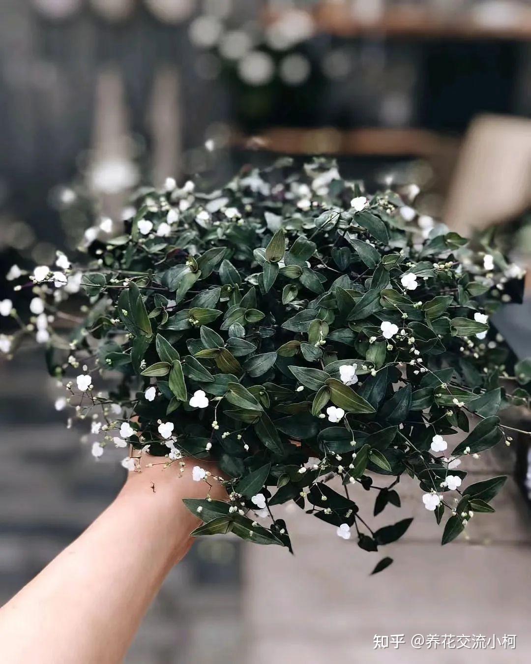 婚纱吊兰,又叫新娘草,耐阴且清新可爱的垂盆小白花