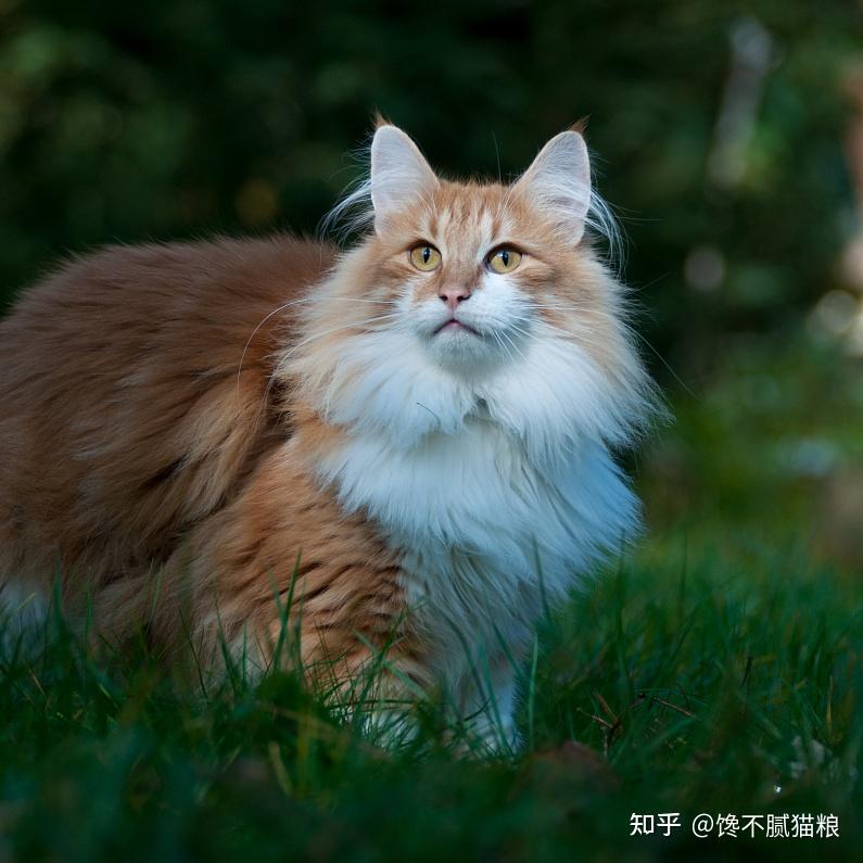 四,挪威森林猫