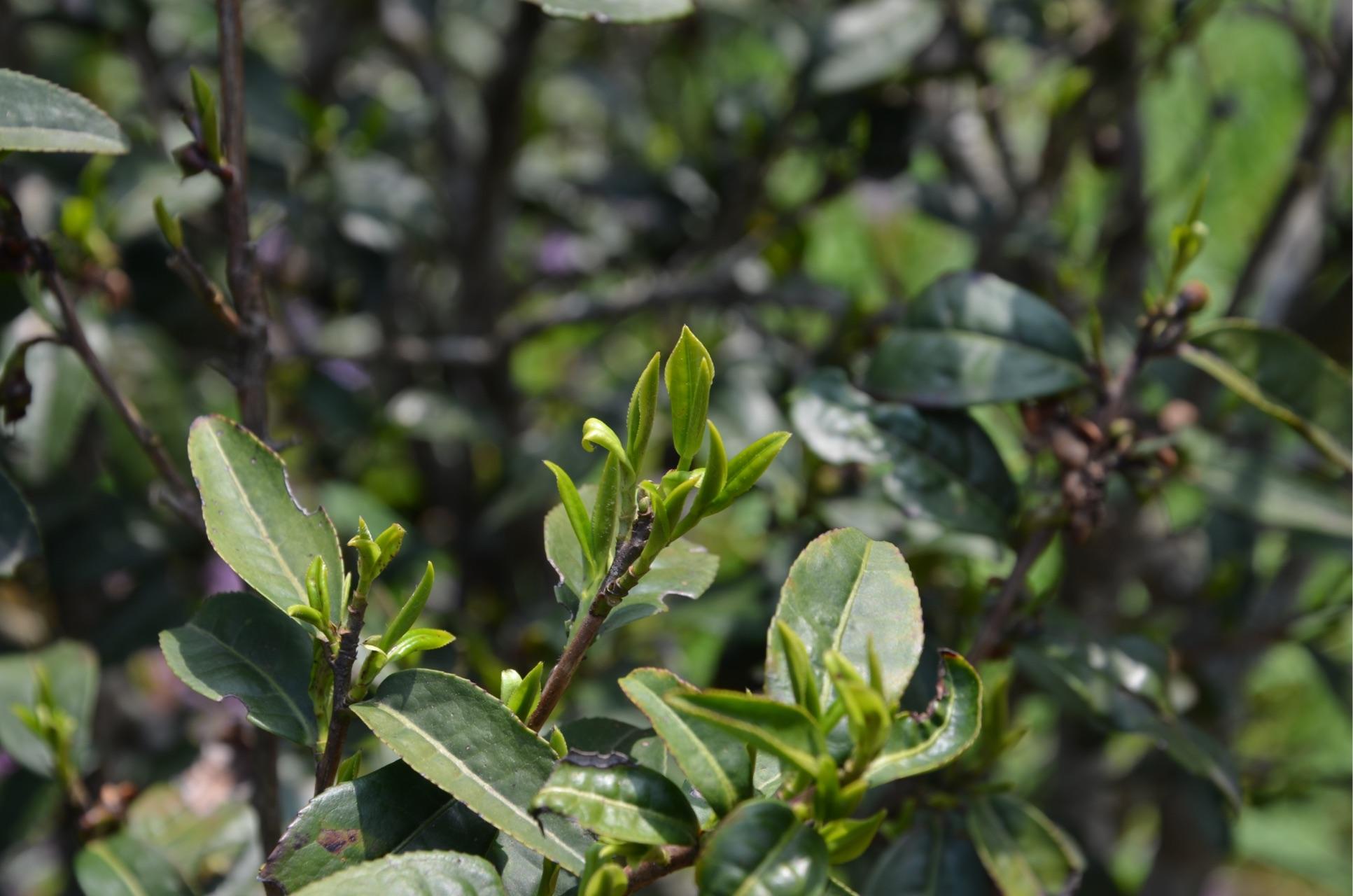 正山小种属于岩茶么?什么牌子的比较好?