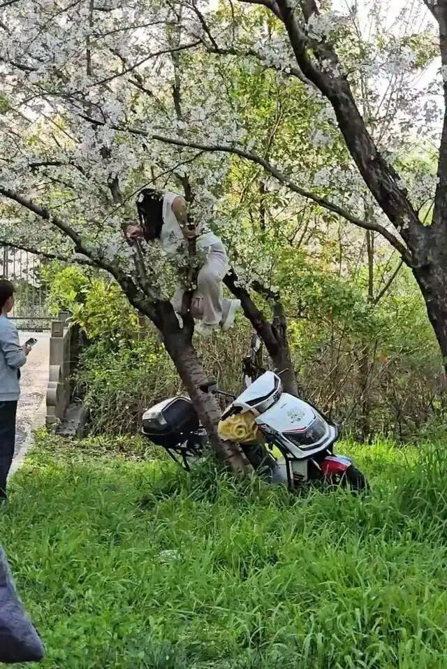 上海一樱花树遭攀爬被连根压倒，已由管理方扶正，它存活的可能性有多大？涉事人可能会受到怎样的处罚？