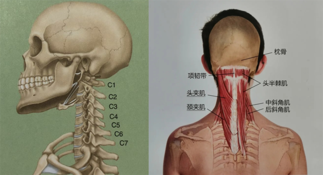 頸椎曲度變直了還能恢復嗎做到這4點就不難