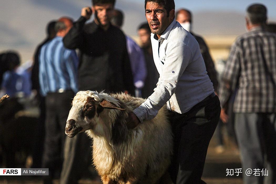 伊朗古尔邦节的羊