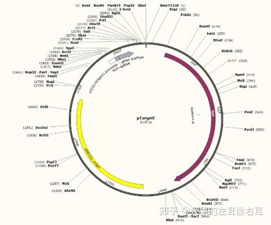 利用pCAS/pTargetF系统对大肠杆菌基因组进行基因编辑(以敲除endA基因为例） - 知乎