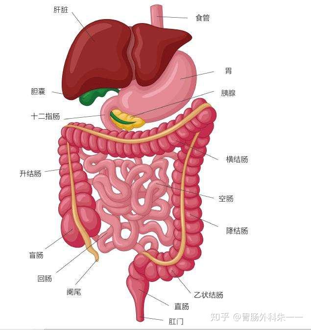 顺时针围绕肚子走行一周经直肠到达肛门,盲肠,升结肠,横结肠有半部分