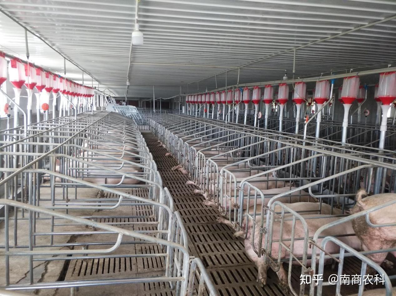 现代化养猪场建设要点 - 知乎