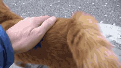 猫咪的蛋蛋居然可以那么可爱网友污了