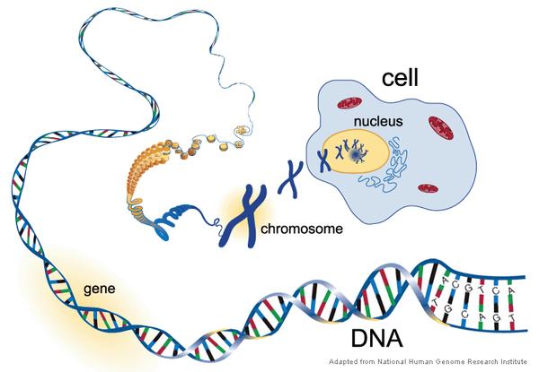 核中有本记录我们遗传信息的"生命之书"——脱氧核糖核酸(dna)长链