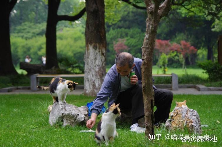 一个人坚持养猫,多年后,身体发生了什么变化? - 知乎