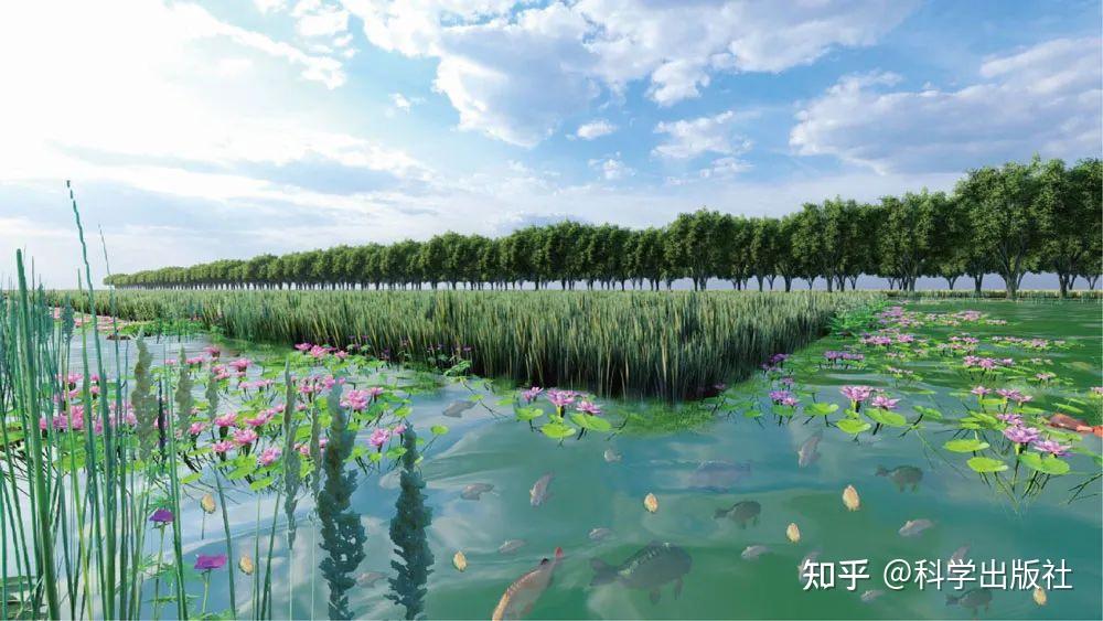 典型稻鸭综合种养系统效果图生态农业是解决农田面源污染问题的