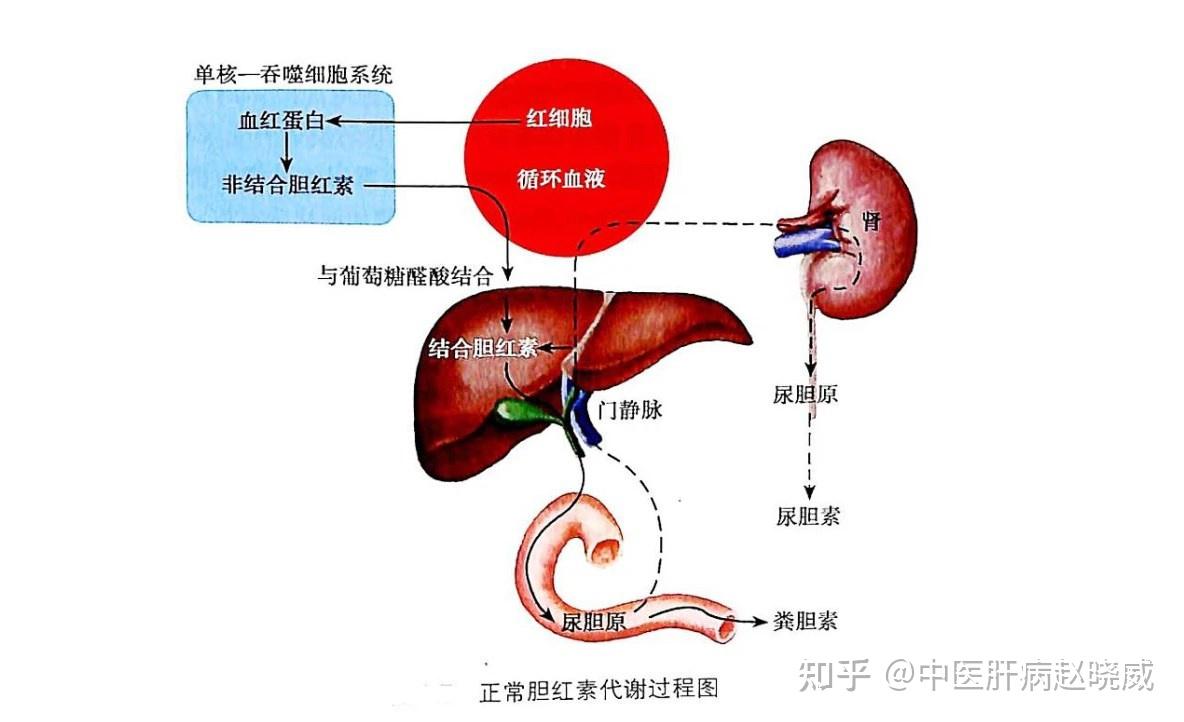 三项胆红素升高，到底怎么降低？ - 知乎