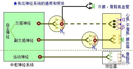 系統的遞質和受體休息比如吃東西的時候就是副交感神經(迷走神經)激動