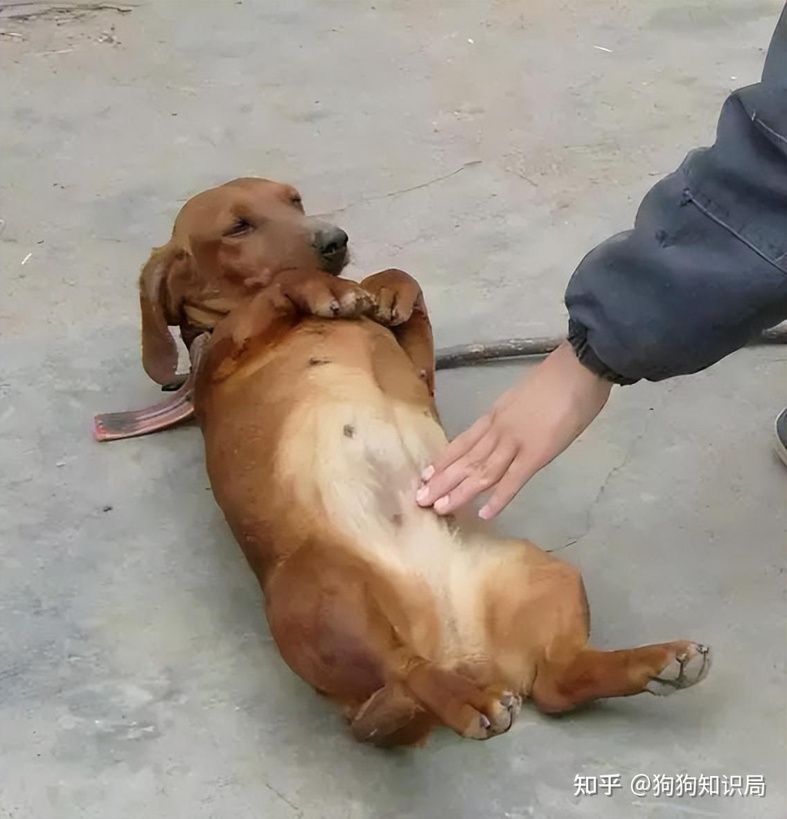 挑狗时这样做，能看出狗狗的性格，挺准的！ - 知乎