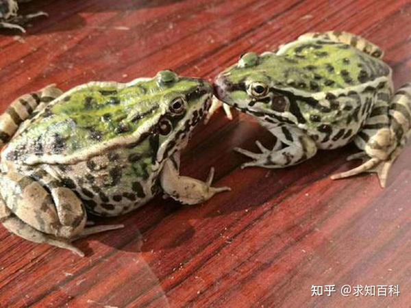 泰国蛙矿,从养殖到出口一条龙服务,田鸡虽好吃但也要注意安全 - 知乎