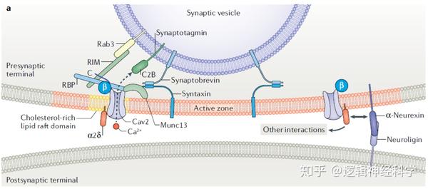 综述解析系列︱突触前钙离子通道 (下) - 知乎