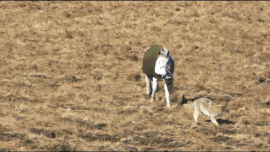 感动千万网友的故事再刷屏:她养大一匹狼,送它重返狼群_https://www.izongheng.net_快讯_第12张