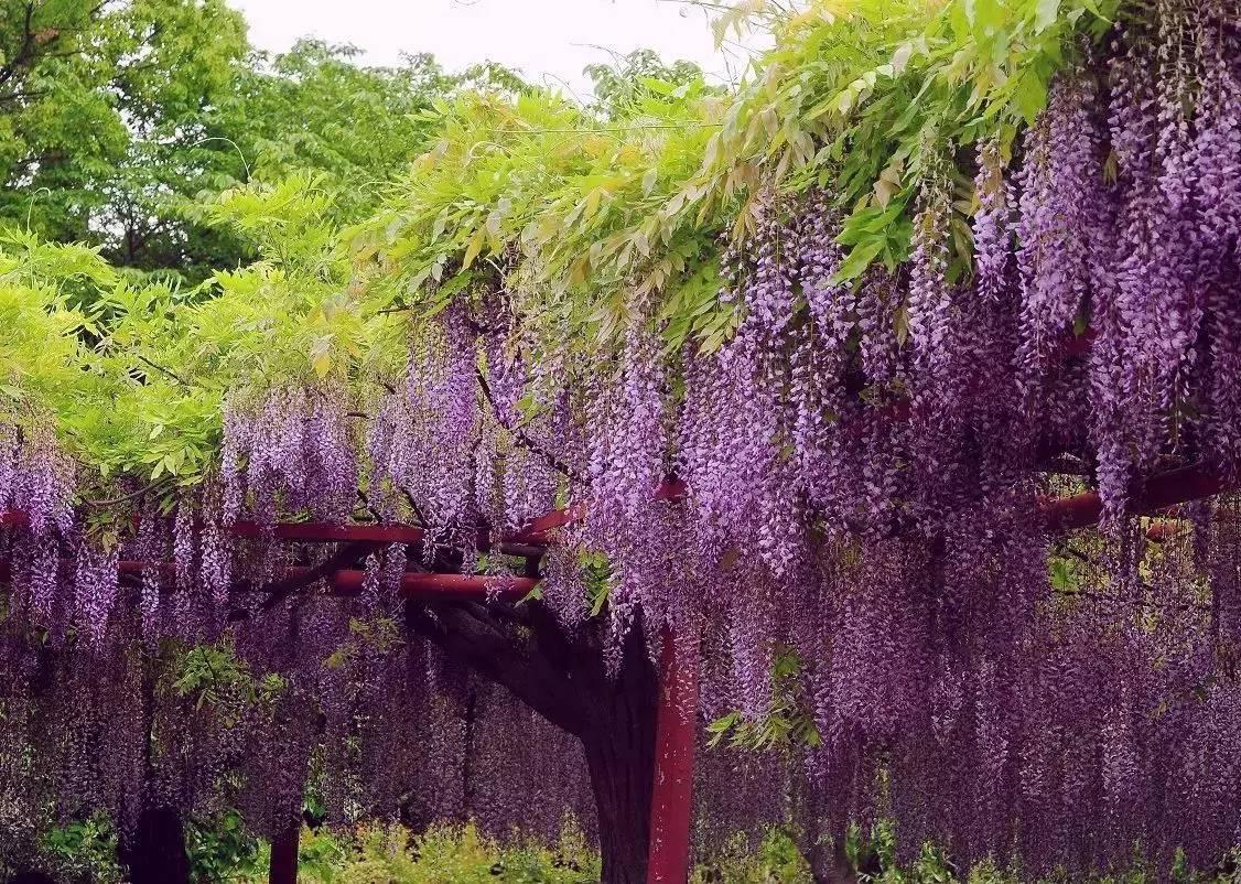 紫藤树介绍 - 知乎