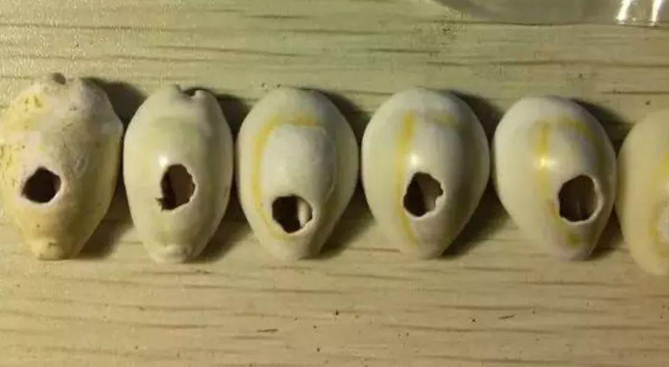 推荐角蝾螺角蝾螺除藻的牛眼螺有好几种,珊瑚缸应该选择