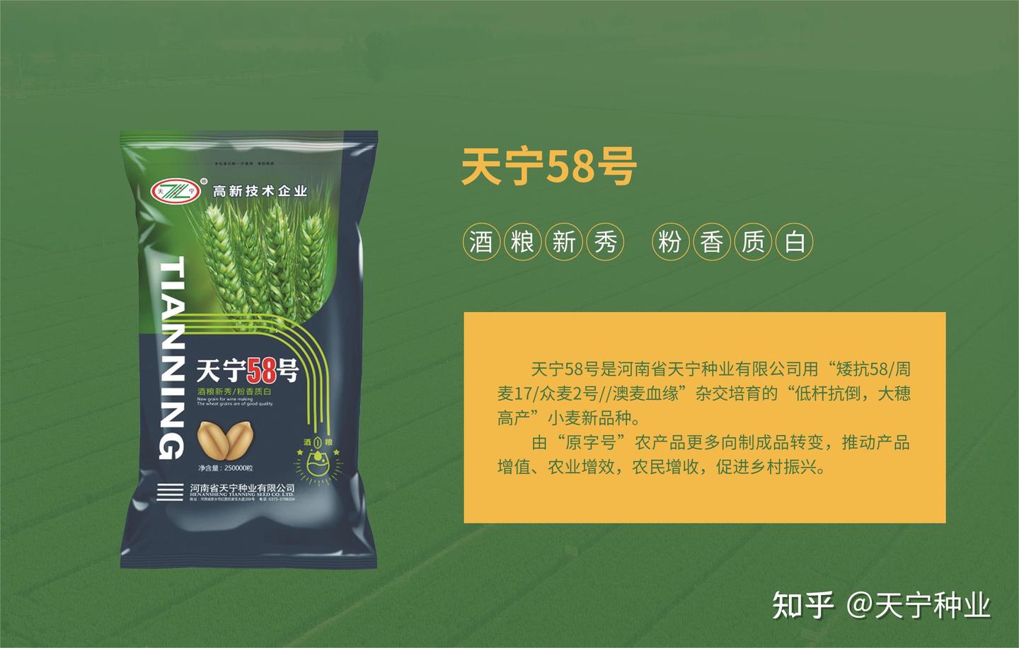 喜讯!河南天宁种业酒粮小麦天宁58号已进入公示期 - 知乎