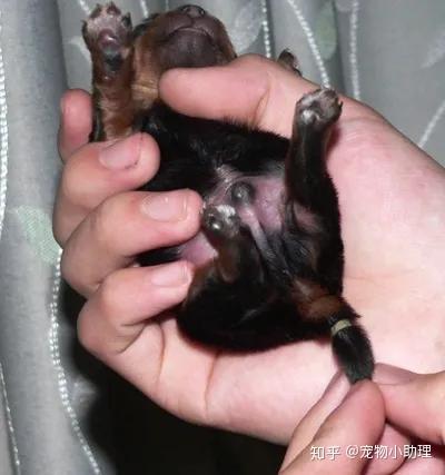 给狗断尾 是一种虐狗行为吗 知乎