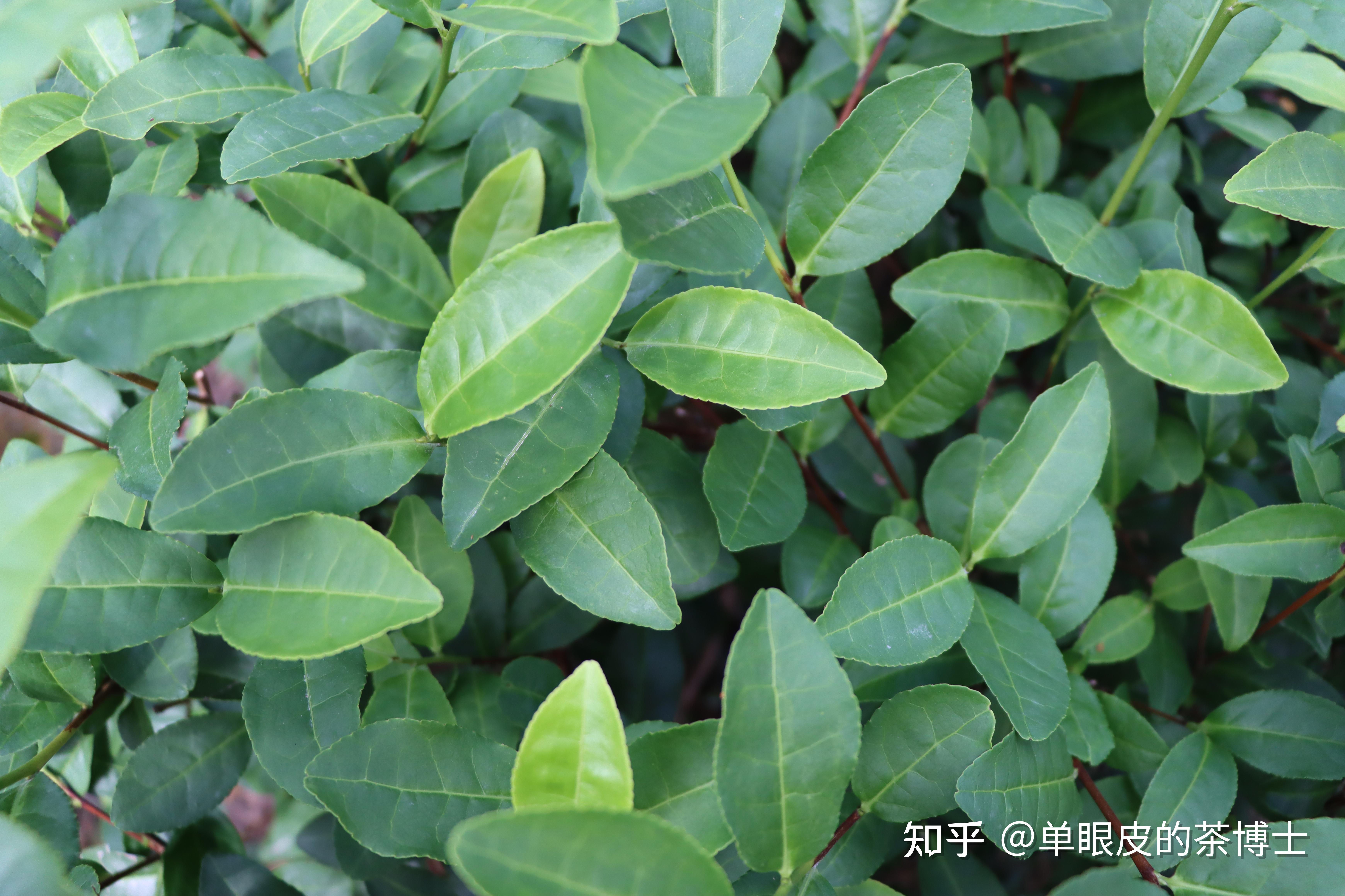 茶树品种--紫牡丹 - 知乎