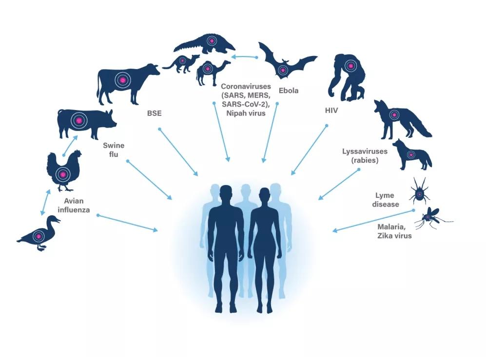 畜牧业立下大功劳:人类目前传染病中75%是人畜共患病,未来还会更多!